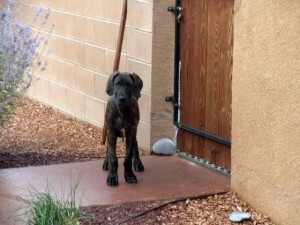 Great Dane puppy asking where his human is
