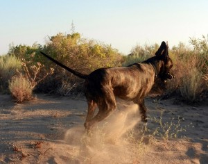 Great Dane pup in a spastic zoomie