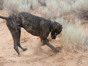 Great Dane digging