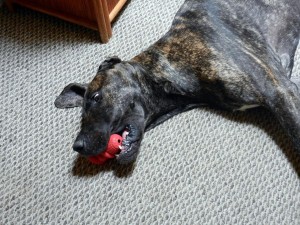 Great Dane puppy with Kong toy