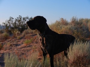Great Dane posing in Southwestern desert field