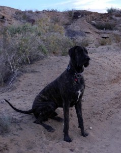Dane puppy sitting with a head tilt in the arroyo