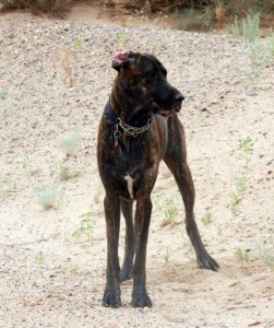 Great Dane after zoomie