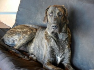 Great Dane on futon