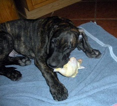 Dane puppy eating cornish hen