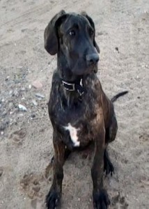 Great Dane puppy posing