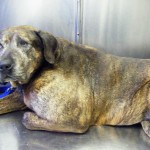 Vaccine damaged dog