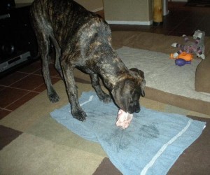 Great Dane puppy eating RMB