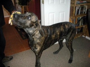 Great Dane pup playing tuggie