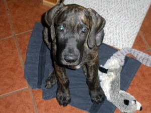 Great Dane puppy with toy