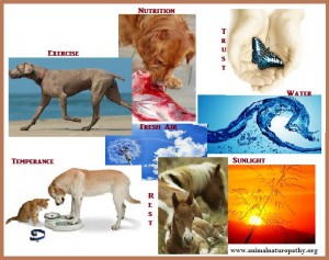 Laws of Health for Animals