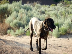Great Dane on a walk