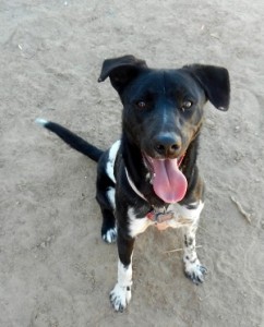 Border Collie mix