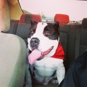 American Bully dog in car