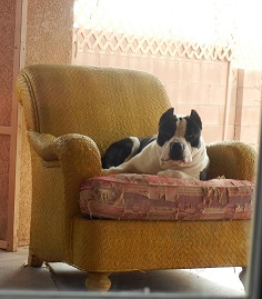 American Bully dog on his chair