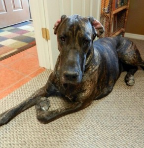 Great Dane puppy in office