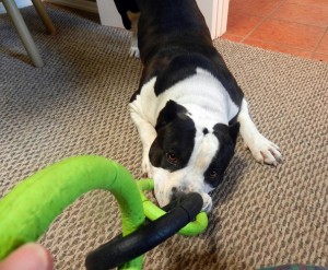 American Bully dog playing tuggie