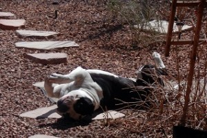 American Bully dog sunbathing on his back