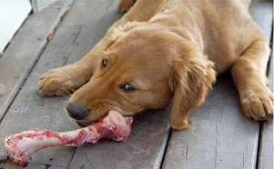 Golden Retriever gnawing on raw meaty bone