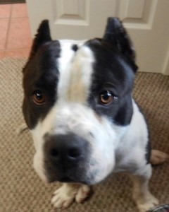 American Bully dog staring at human