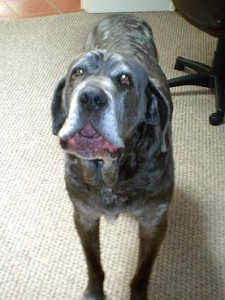 Neo Mastiff making a statement