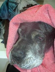 Neo Mastiff with towel on head