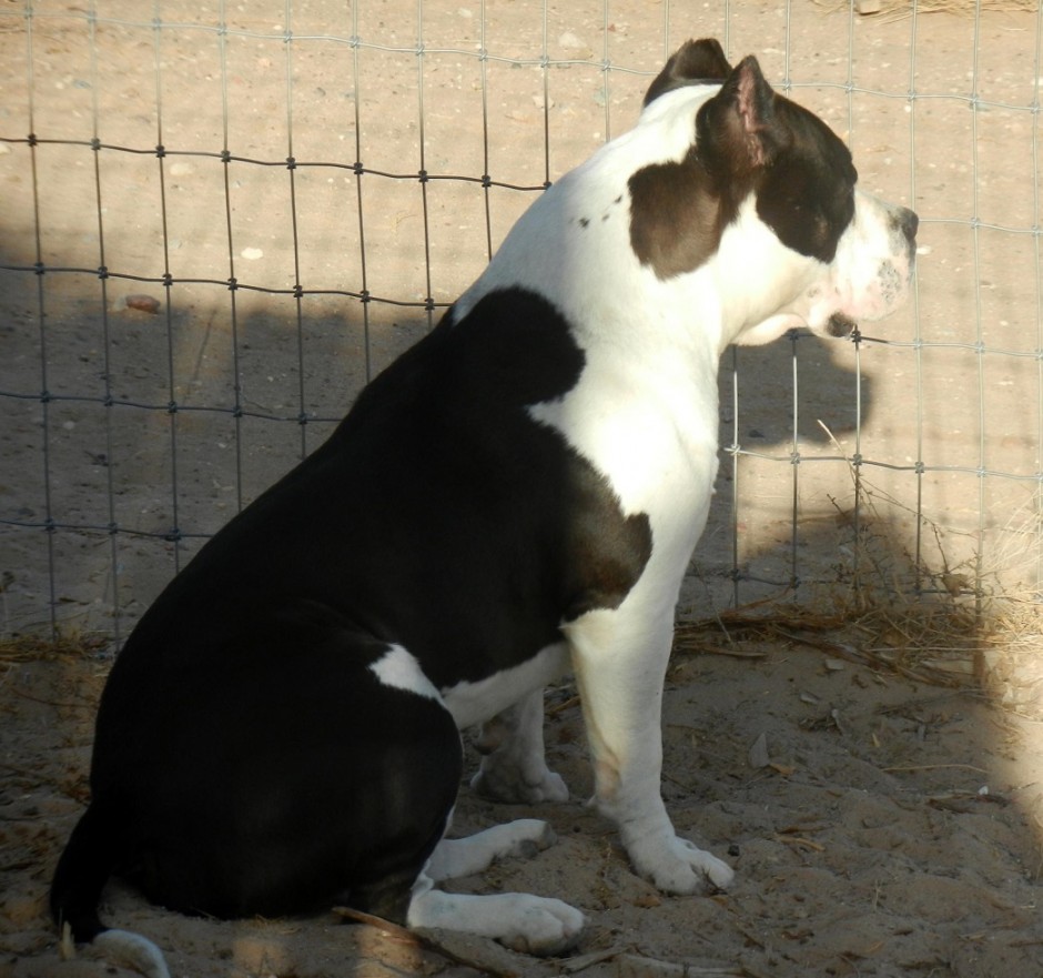 American Bully dog sitting at his fence