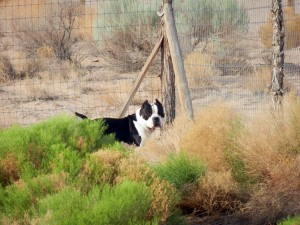 American Bully dog in field