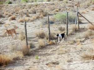 Dogs running fence
