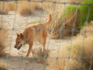 Carolina Dog hunting