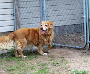 Rosie the Toller at her gate