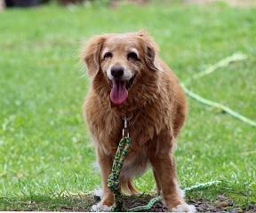 Rosie the Naturally Reared Toller