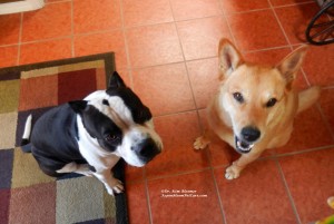 American Bully dog and Carolina Dog
