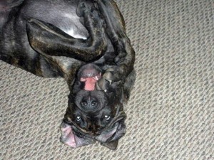 Great Dane puppy with paw in mouth