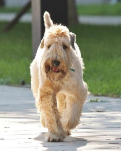 Wheaten terrier taking a walk