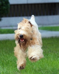 Wheaten terrier running