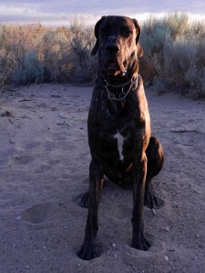 Great Dane pup after his morning zoomie
