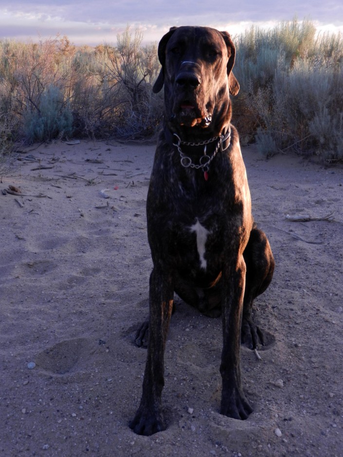 Great Dane pup after his morning zoomie