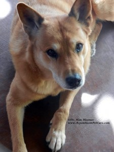 Carolina Dog Schatzie