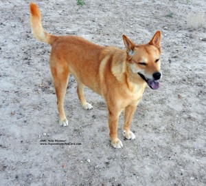 Carolina Dog standing