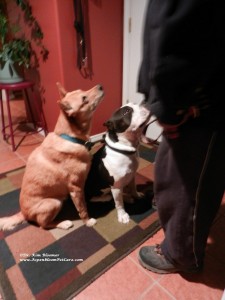Schatzie and King American Dingo American Bully
