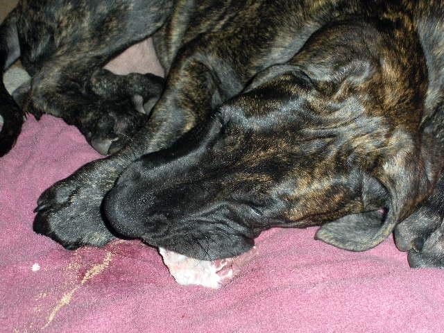 Great Dane puppy eating oxtails