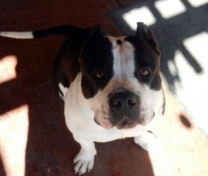 American Bully dog posing