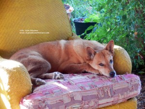 Carolina Dog in a chair