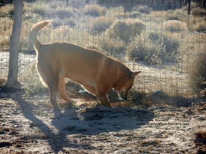 Carolina Dog digging