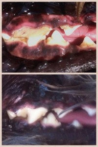 Dogs_Teeth