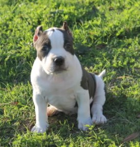 Puppyhood_4aftercropping