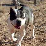American Bully dog