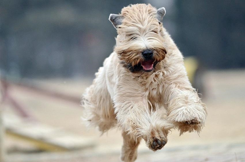 Oscar, the Wheaten Terrier, Survives and Thrives
