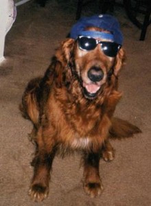 Cool Golden Retriever